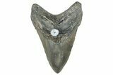 Fossil Megalodon Tooth - North Carolina #297287-1